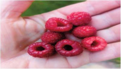 Raspberry Time