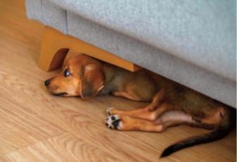 Pet Talk