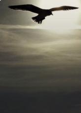 Welcome Integrity: Holy Spirit