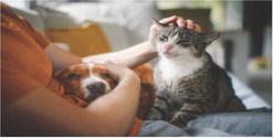 Pet Talk