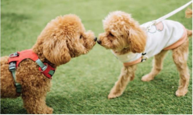 Pet Talk
