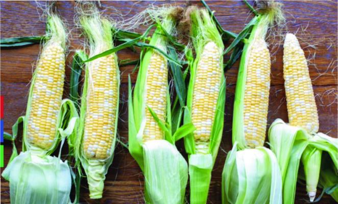 Rosevine Corn Cuttin' Time