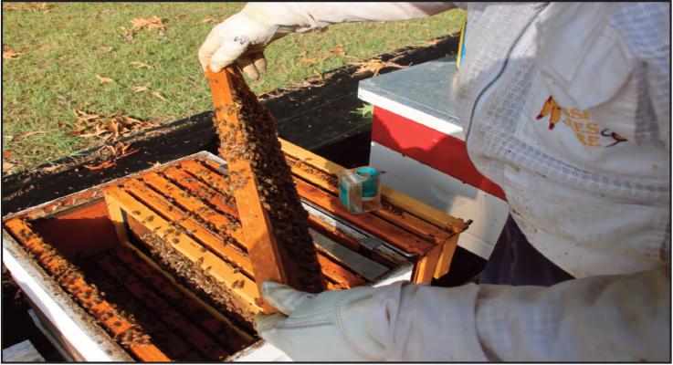 Bee Keeping Class...Information Overload