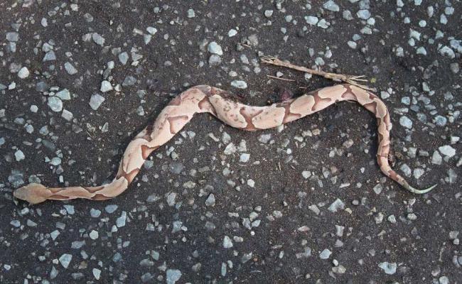 Just a friendly reminder that just because the temperatures are cooling a bit doesn't mean that the snakes are not as active. This 12' long Copperhead still has his yellow tipped tail (indicative of a juvenile Copperhead) and will most probably inject venom when it bites. Sabine County is home to all 4 venomous snake species (Rattlesnake, Copperhead, Cottonmouth, and Coral snake), so maintaining caution, and a constant visual awareness of our surroundings is a good idea while enjoying the great outdoors.