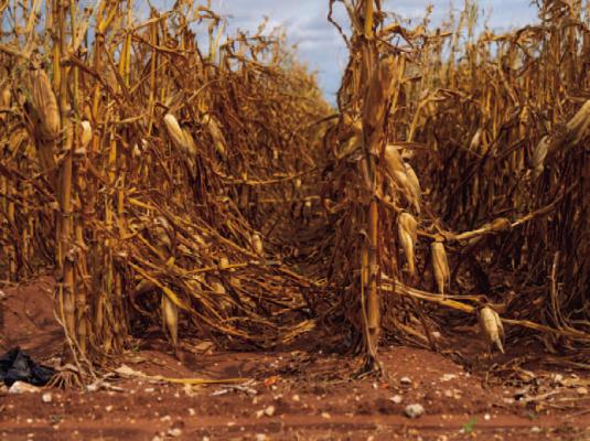 Hurricane Beryl winds damage some crops, others benefit from rain