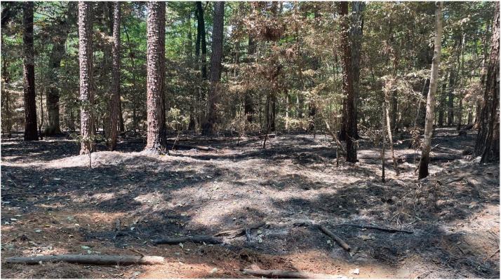 Hog Pen Wilderness Fire Safely Corralled