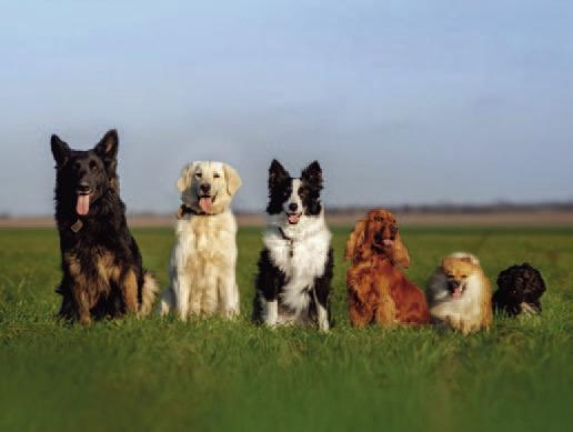 Pet Talk