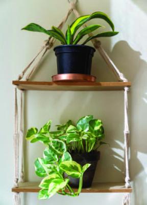Liven up your indoor space and spirit with greenery