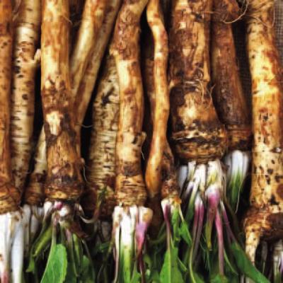 Memories of Horseradish