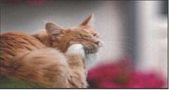 Pet Talk