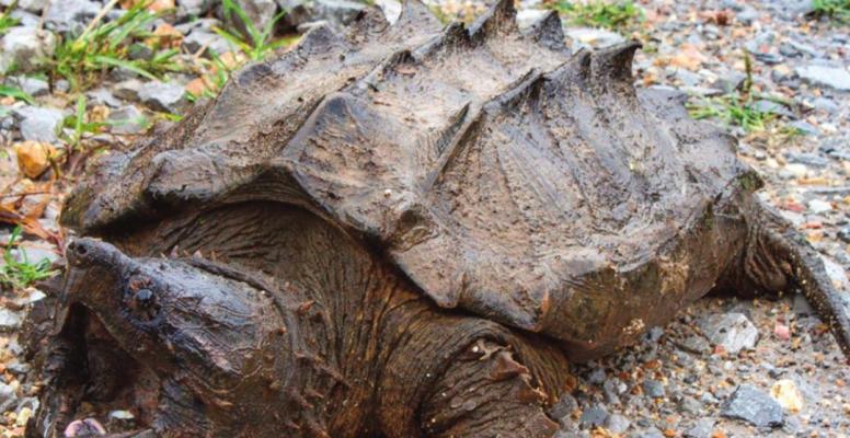 ALLIGATOR TURTLE