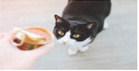 Pet Talk