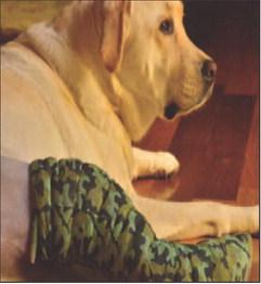 Pet Talk