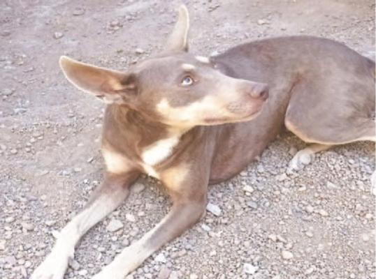 A Very Good Dog