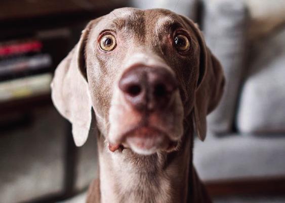 Pet Talk - Anxiety and Our Pets