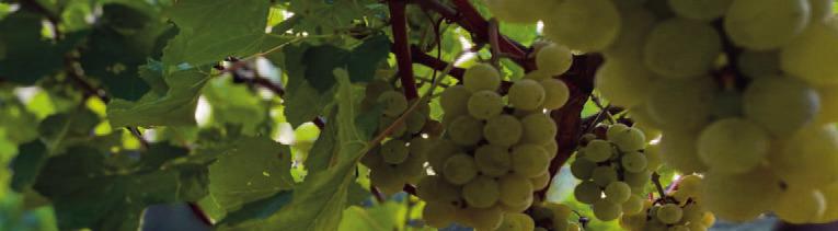 Texas Wines hope for best in 2023