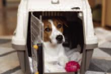 Pet Talk