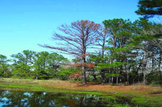 Extreme environmental conditions make Texas trees susceptible to secondary stressors