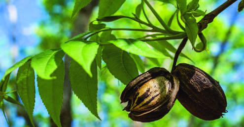 Pecans: a miracle nut