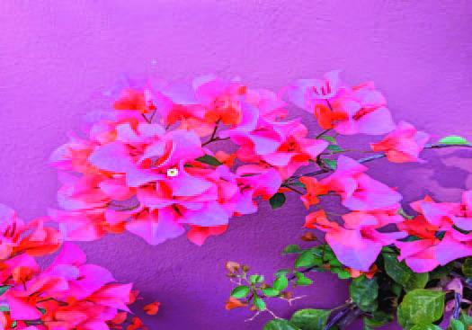Bougainvillea Poetry