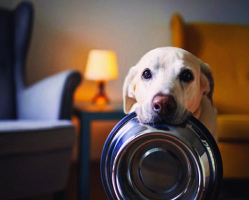 Pet Talk