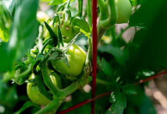 How to store tomatoes