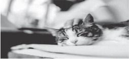 Pet Talk