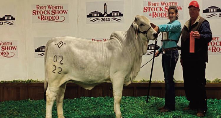 Carlee Procella and Miss Diamond P Lucie took fourth place in the Late Winter Calf- Juniors 2023 division of the Fort Worth Livestock Show and Rodeo. Special thanks to Hemphill ISD, Mr. Eddings, and Mr. Simmons for their continued support!! Photo submitted