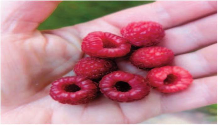 Raspberry Time