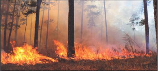 Funding opportunities for prescribed burning available to Texas landowners
