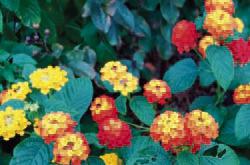 Lantana camara varieties named newest Texas Superstars