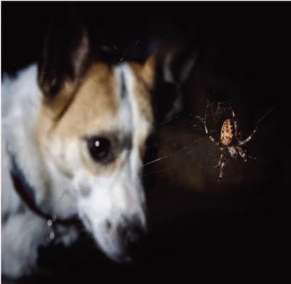 Pet Talk