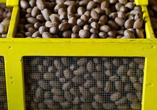 Texas pecan production continues challenging cycle