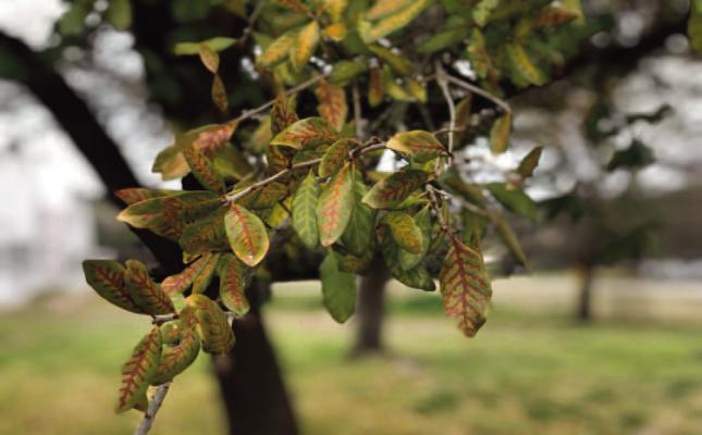 Prevent the spread of oak wilt in Texas