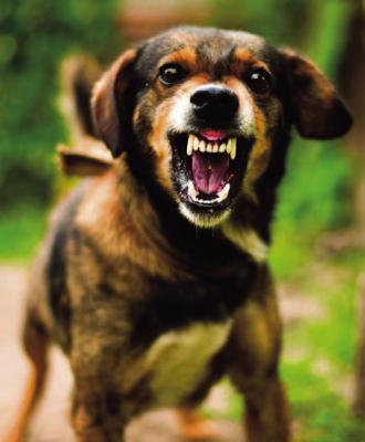 Pet Talk