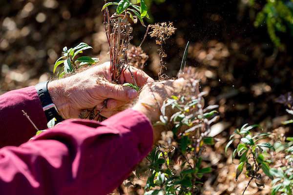 Time to transition your garden for fall and start cool-season vegetables