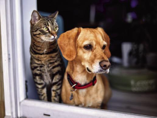 Pet Talk