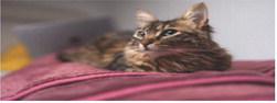 Pet Talk