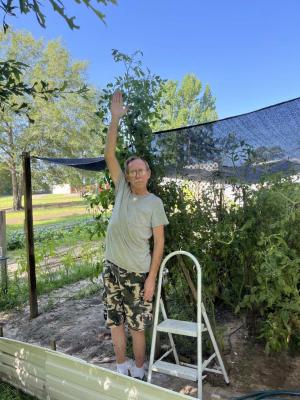 9 Foot Tomato Plant...