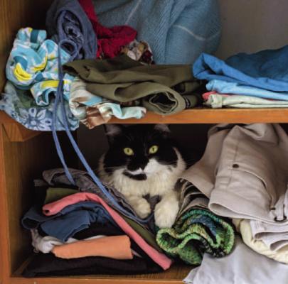 Nervous as a Cat