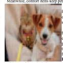 Pet Talk