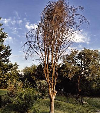 Decide which trees, plants to prioritize when water is limited
