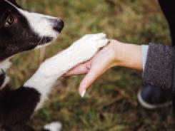 Pet Talk