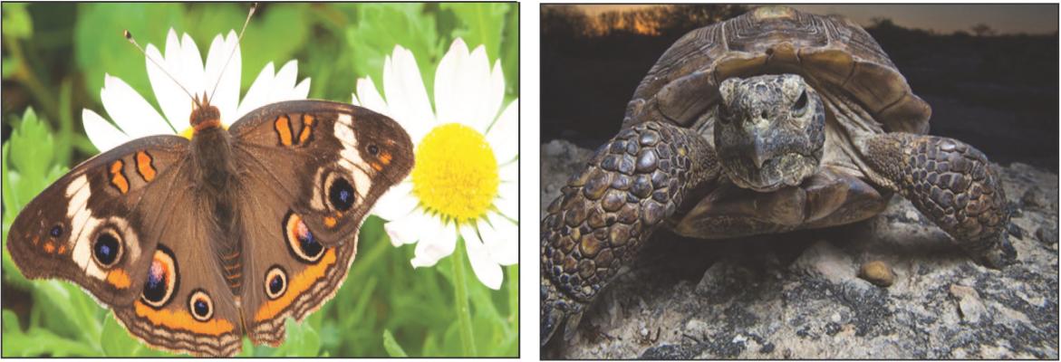 Wildlife in Focus expands photography contest