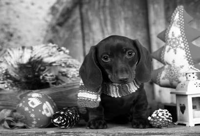 Keep your pets healthy and safe during the holidays — LSU School of Veterinary Med