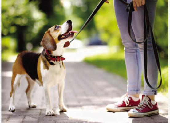 Pet Talk