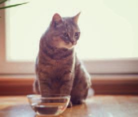 Pet Talk