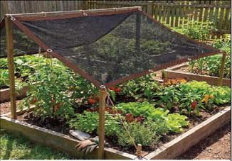 Helping your Garden n survive the Texas heat
