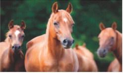 Pasture Talk