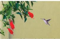 How to attract hummingbirds to your yard